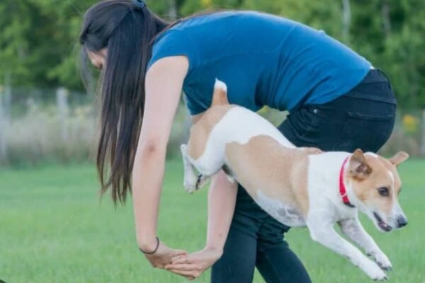 Advanced Dog Training: Tricks and Commands