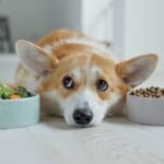 Best Dog Foods for Allergies in Dogs