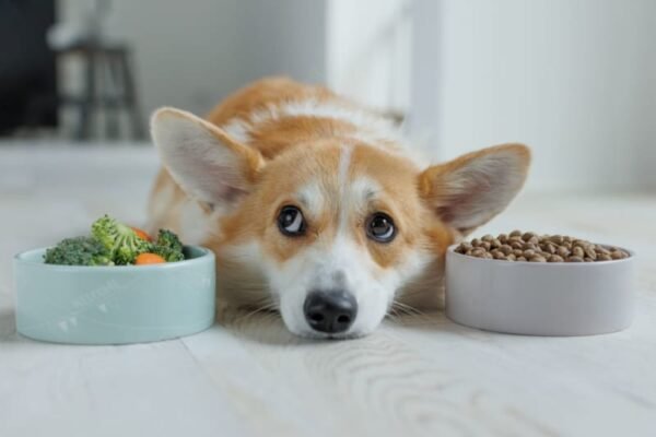 Best Dog Foods for Allergies in Dogs