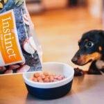 Best Dog Foods for Puppies’ Growth