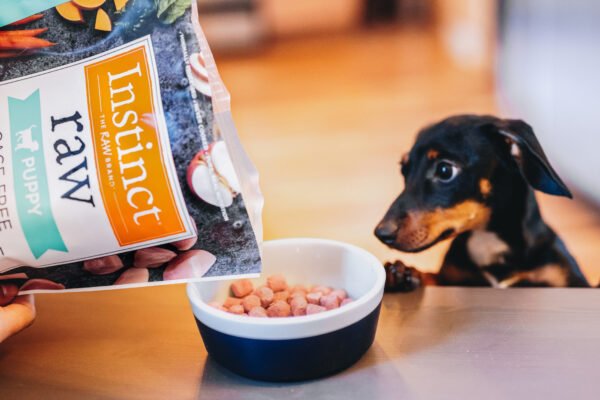 Best Dog Foods for Puppies’ Growth