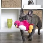Best Dog Gifts Under $50