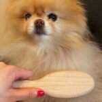 Best Dog Grooming Brushes for All Coats