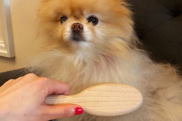 Best Dog Grooming Brushes for All Coats