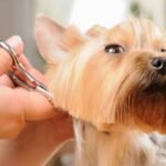 Best Dog Grooming Tips for Shiny Coats