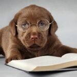 Best Dog Training Books for New Owners