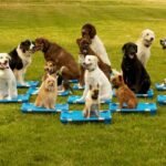 Best Dog Training Classes Near You