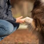 Best Dog Training Tips for Beginners