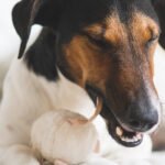 Best Eco-Friendly Dog Gifts