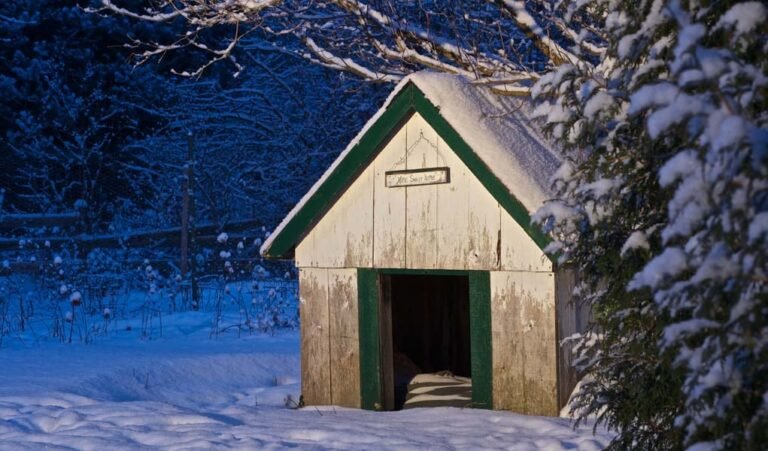 Best Insulated Dog Houses for Winter