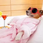 Best Luxury Gifts for Spoiled Dogs