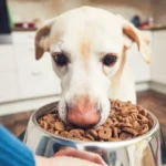 Budget-Friendly Dog Food Options