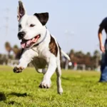 Building Trust with Your Dog During Training