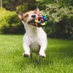 Choosing Safe Toys as Gifts for Puppies