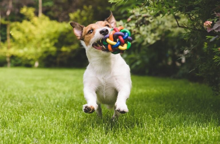 Tips for Choosing Safe Toys as Gifts for Puppies