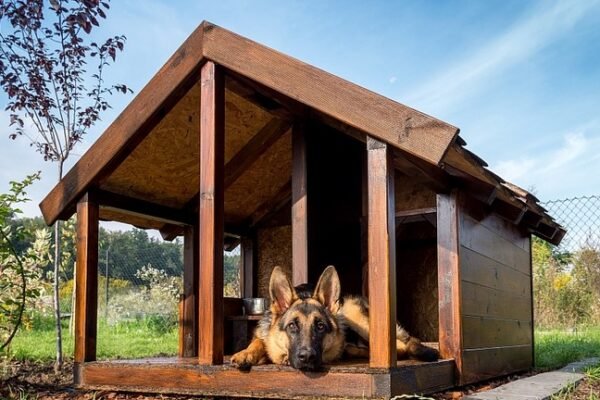 Choosing the Right Dog House for Your Pet