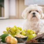 Common Foods That Are Dangerous for Dogs