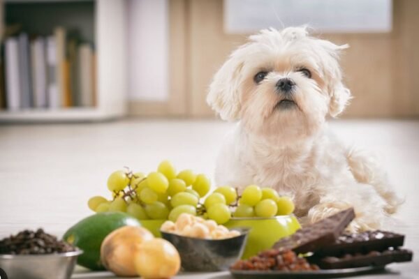 Common Foods That Are Dangerous for Dogs