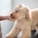 Common Grooming Mistakes to Avoid