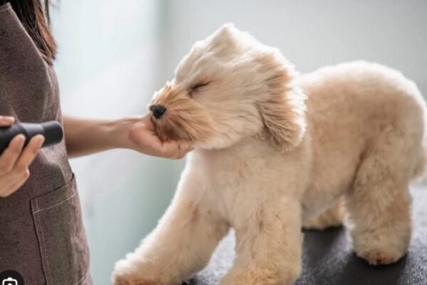 Common Grooming Mistakes to Avoid