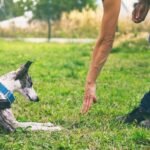 Common Mistakes to Avoid in Dog Training