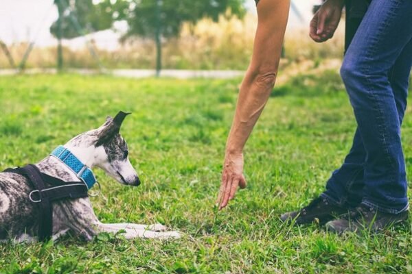 Common Mistakes to Avoid in Dog Training