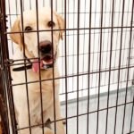 Crate Training Tips Every Dog Owner Needs