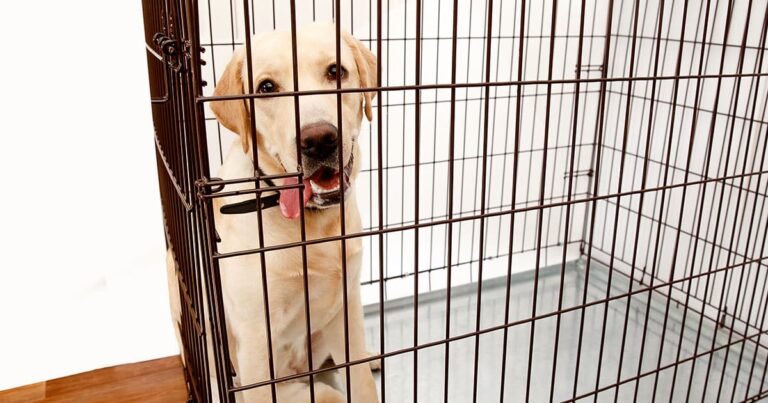 Crate Training Tips Every Dog Owner Needs