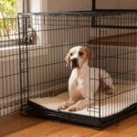 Crate Training Your Dog