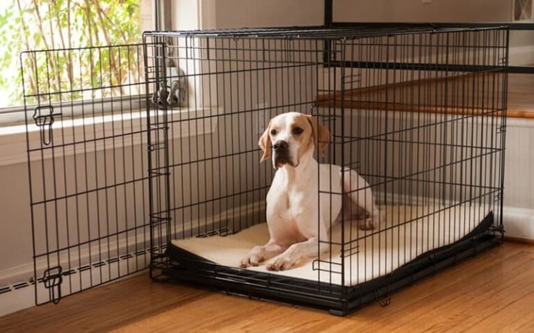 Crate Training Your Dog