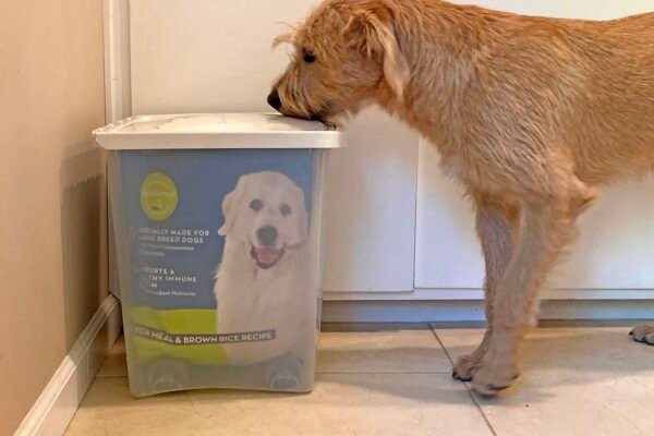 Dog Food Storage Tips for Freshness