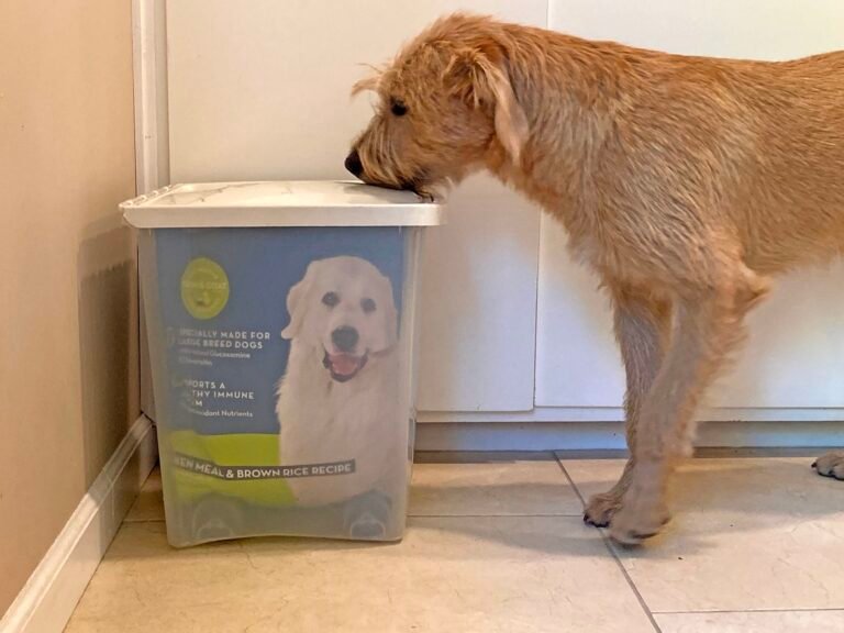 Dog Food Storage Tips for Freshness