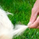 Dog Grooming Tips for Shedding Season