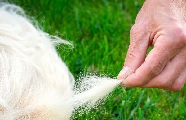 Dog Grooming Tips for Shedding Season