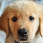 Dog Obedience Training Made Easy