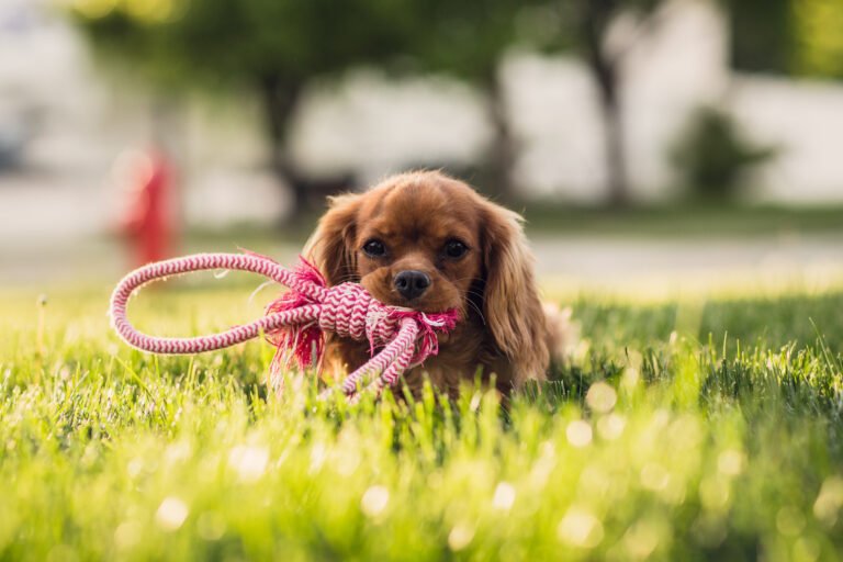 Dog Training Techniques for Small Breeds