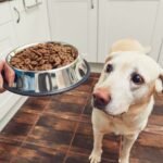 Dry vs. Wet Dog Food: Pros and Cons