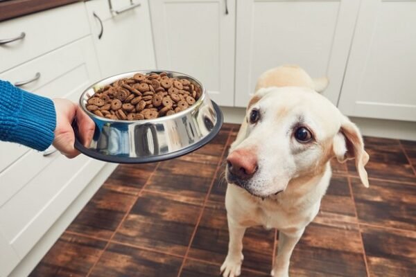 Dry vs. Wet Dog Food: Pros and Cons