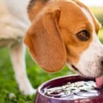 Feeding Dogs with Dental Problems