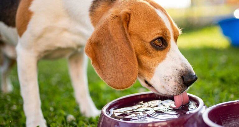 Feeding Dogs with Dental Problems