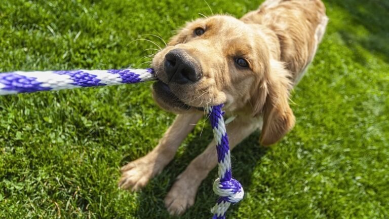Best Gift Ideas for Dogs Who Need Extra Exercise