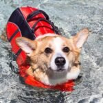 Gifts for Dogs Who Love Water Activities