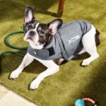 Gifts for Dogs with Anxiety Issues