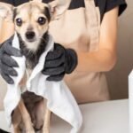 Grooming Essentials for Puppies
