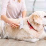 Grooming Senior Dogs