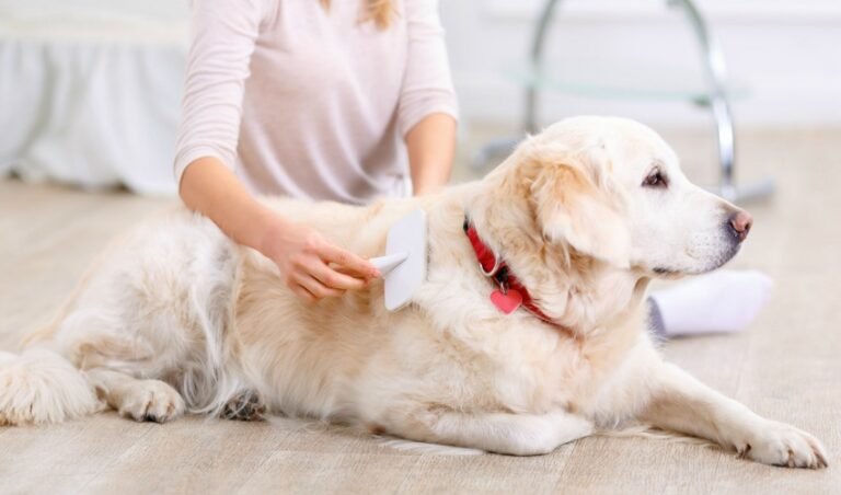 Grooming Senior Dogs