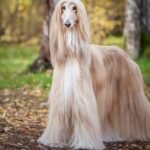 Grooming Tips for Dogs with Long Hair
