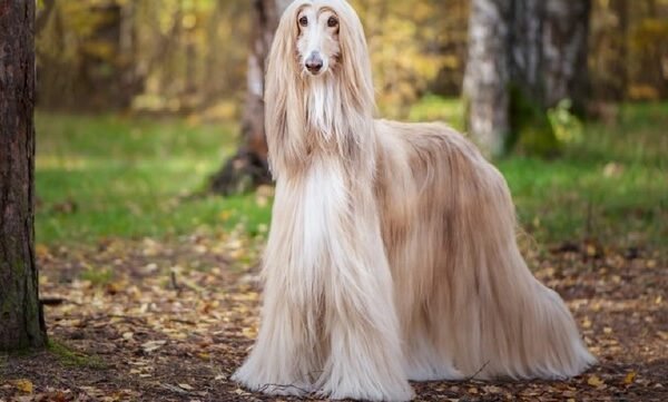 Grooming Tips for Dogs with Long Hair