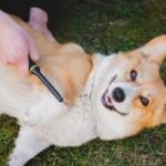 Grooming Tips for Dogs with Sensitive Skin
