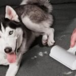 High-Tech Gifts for Dog Enthusiasts